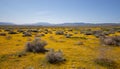 Yellow sage and tumbleweeds carpeting high desert during superbloom in southern California US