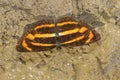 Yellow Sailer- Neptis ananta ochracea, Satakha