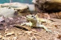 A yellow sailfin lizard in an australian zoo