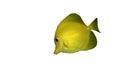 Yellow sailfin tang