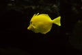 Yellow sailfin tang swims underwater. Zebrasoma flavescens