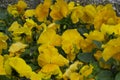 yellow sain paulia african flowers garden Royalty Free Stock Photo