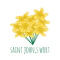 Yellow saint johns wort flower vector illustration Royalty Free Stock Photo