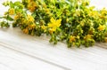 Yellow Saint Johns wort flowers Royalty Free Stock Photo