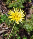 Yellow Salsify Bloom (Tragopogon Dubius)