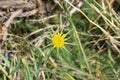 Yellow salsify flower