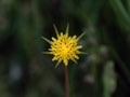 Yellow Salsify in Flower in British Countryside Royalty Free Stock Photo