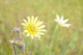 Yellow salsify, Tragopogon dubius -The plant from the Danube Delta, Tulcea, Romania Royalty Free Stock Photo