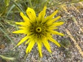 A yellow Salsify Tragopogon porrifolius flower.