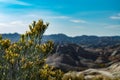 Yellow salsify weed and canyon on the backgound , Badlands National Park , SD , USA Royalty Free Stock Photo