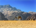 Yellow Sand Camel Valley of Moon Wadi Rum Jordan