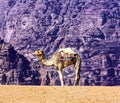 Yellow Sand Camel Valley of Moon Wadi Rum Jordan Royalty Free Stock Photo