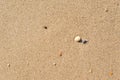 yellow sand closeup with shell as background or texture Royalty Free Stock Photo