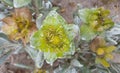 Yellow sand dune flowers in Namibia Royalty Free Stock Photo