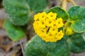 Yellow Sand Verbena Abronia latifolia blooming on the beach in Santa Cruz, California Royalty Free Stock Photo