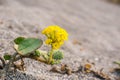 Yellow Sand Verbena Abronia latifolia blooming in Prairie Creek Redwoods State Park, California Royalty Free Stock Photo