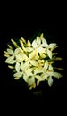 The Yellow Santan Royalty Free Stock Photo