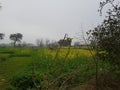 Sarsson Fields in Village Yellow Mustard Fields Local Village
