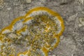 Yellow scale lichen, Xanthoria parietina, growing on an old gravestone. Close up. Royalty Free Stock Photo