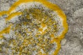 Yellow scale lichen, Xanthoria parietina, growing on an old gravestone. Close up. Royalty Free Stock Photo