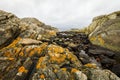 Yellow Scales, Common Orange Lichen - Xanthoria parietina - growing on rocks close to ocean in Kristiansand, Norway Royalty Free Stock Photo