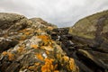 Yellow Scales, Common Orange Lichen - Xanthoria parietina - growing on rocks close to ocean in Kristiansand, Norway Royalty Free Stock Photo