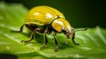 yellow scarab beetle on green leaf, AI Generative