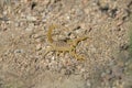 The yellow scorpion on sand in mountains
