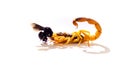 Yellow scorpion (Tityus serrulatus) feeding on its prey