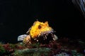 Yellow scorpionfish on a black background