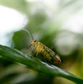 Yellow scorpion fly sitting on a green leaf Royalty Free Stock Photo