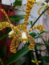 Yellow Scorpions Orchid