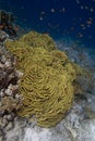 Yellow Scroll Coral Turbinaria reniformis in the Red Sea Royalty Free Stock Photo