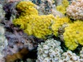 Yellow scroll coral - Turbinaria reniformis Royalty Free Stock Photo