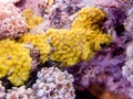 Yellow scroll coral - Turbinaria reniformis Royalty Free Stock Photo