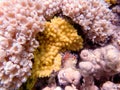 Yellow scroll coral - Turbinaria reniformis Royalty Free Stock Photo