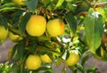 Yellow scythian gold apples on apple tree branch.