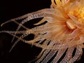 Yellow Sea Anemone Royalty Free Stock Photo