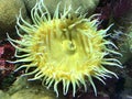 Yellow Sea Anemone Royalty Free Stock Photo