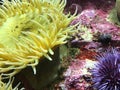 Yellow Sea Anemone Royalty Free Stock Photo