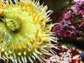 Yellow Sea Anemone Royalty Free Stock Photo