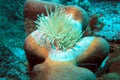 Yellow sea anemones water-dwelling, predatory animals of the order Actiniaria