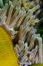 Yellow sea anenome Royalty Free Stock Photo
