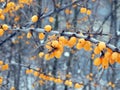 Yellow sea-buckthorn berries on a branch in winter Royalty Free Stock Photo