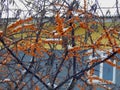 Yellow sea-buckthorn berries on a branch in winter Royalty Free Stock Photo