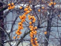 Yellow sea-buckthorn berries on a branch in winter Royalty Free Stock Photo