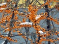 Yellow sea-buckthorn berries on a branch in winter Royalty Free Stock Photo