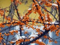 Yellow sea-buckthorn berries on a branch in winter Royalty Free Stock Photo