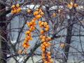 Yellow sea-buckthorn berries on a branch in winter Royalty Free Stock Photo