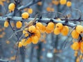Yellow sea-buckthorn berries on a branch in winter Royalty Free Stock Photo